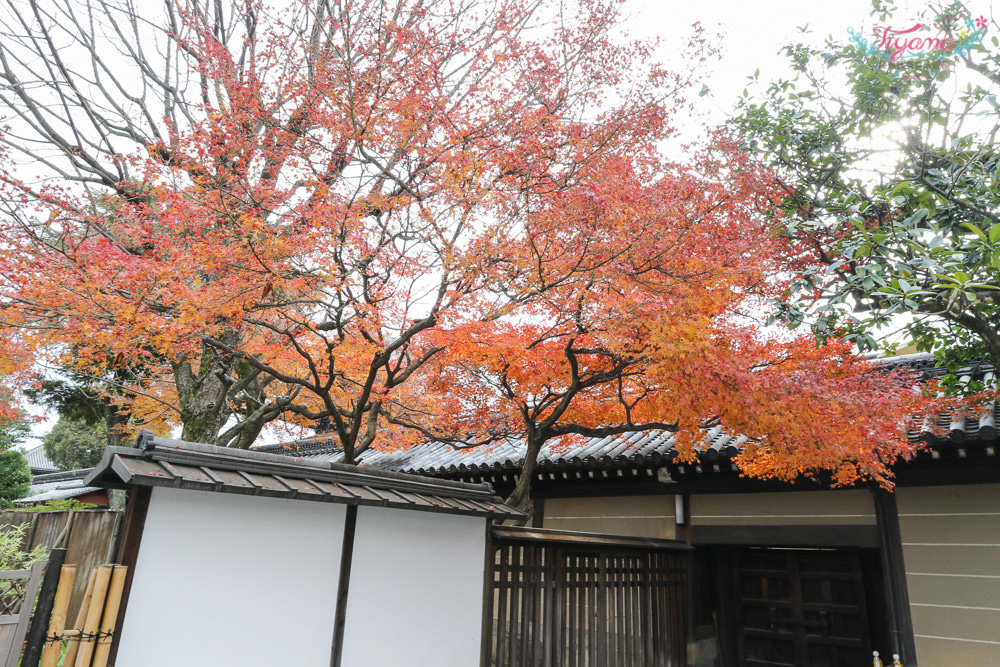 京都賞銀杏必遊景點|西本願寺：超巨大黃金元氣玉銀杏 @緹雅瑪 美食旅遊趣