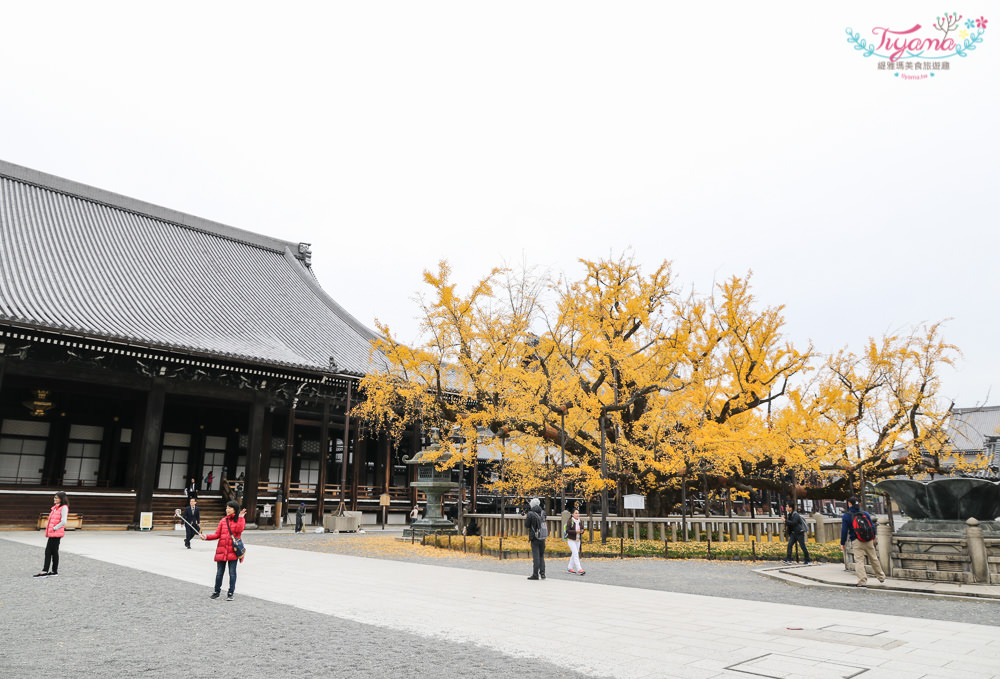 京都賞銀杏必遊景點|西本願寺：超巨大黃金元氣玉銀杏 @緹雅瑪 美食旅遊趣