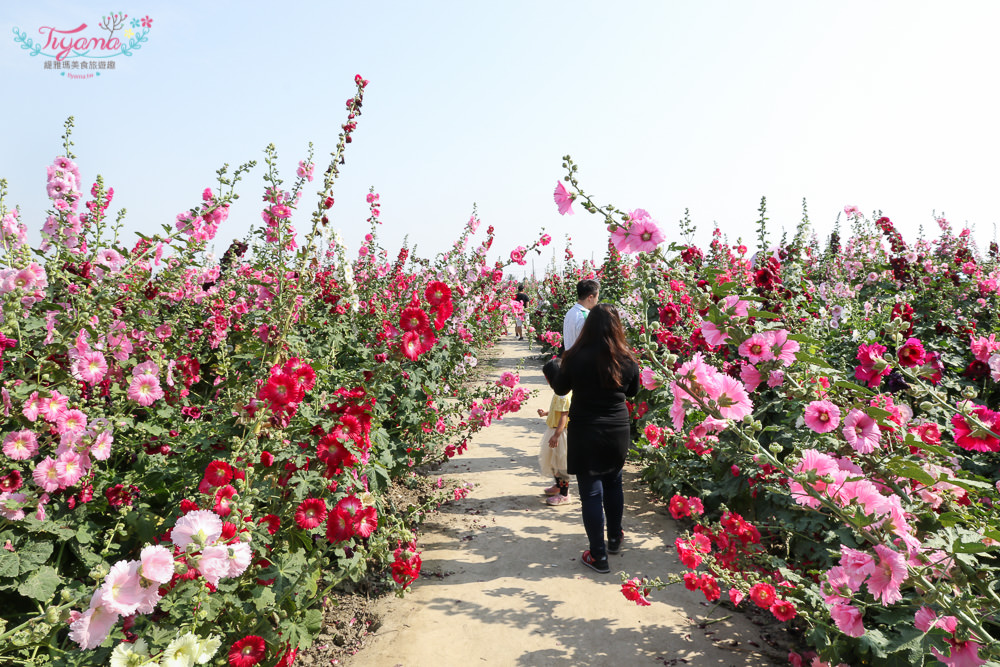 台南蜀葵花、金色麥田這裡看，學甲蜀葵花季，最佳賞花期預估清明連假最美~ @緹雅瑪 美食旅遊趣