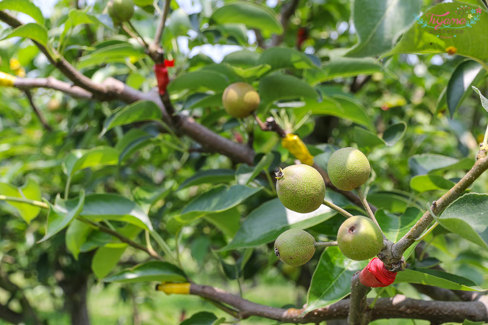 彰化秘境景點|明道大學好好玩！落羽松、日式和室、莊園度假木屋、明道果園、獨木舟、攀岩，北斗美食吃不停！彰化一日遊 @緹雅瑪 美食旅遊趣