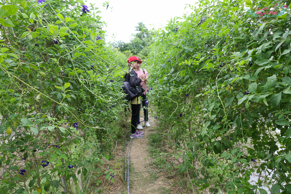 台南龍崎一日遊.崎聚市集~台南親子遊攻略，竹編DIY.採蝶豆花，龍崎好吃好玩一整天！！ @緹雅瑪 美食旅遊趣