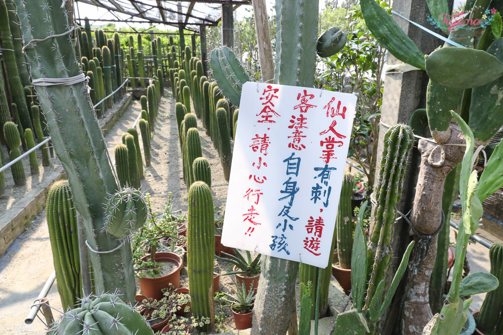 彰化景點~田尾農村仙人掌園，巨大仙人掌IG打卡景點 @緹雅瑪 美食旅遊趣