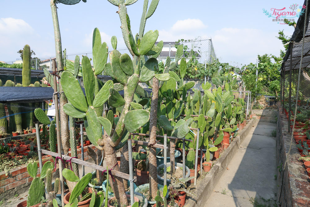 彰化景點~田尾農村仙人掌園，巨大仙人掌IG打卡景點 @緹雅瑪 美食旅遊趣