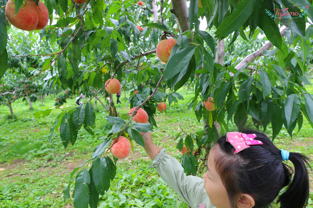 日本採水蜜桃|水蜜桃吃到飽。山本觀光果樹園：北海道採水果滿現採現吃水蜜桃吃到飽 @緹雅瑪 美食旅遊趣