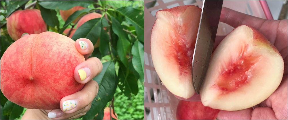 日本採水蜜桃|水蜜桃吃到飽。山本觀光果樹園：北海道採水果滿現採現吃水蜜桃吃到飽 @緹雅瑪 美食旅遊趣