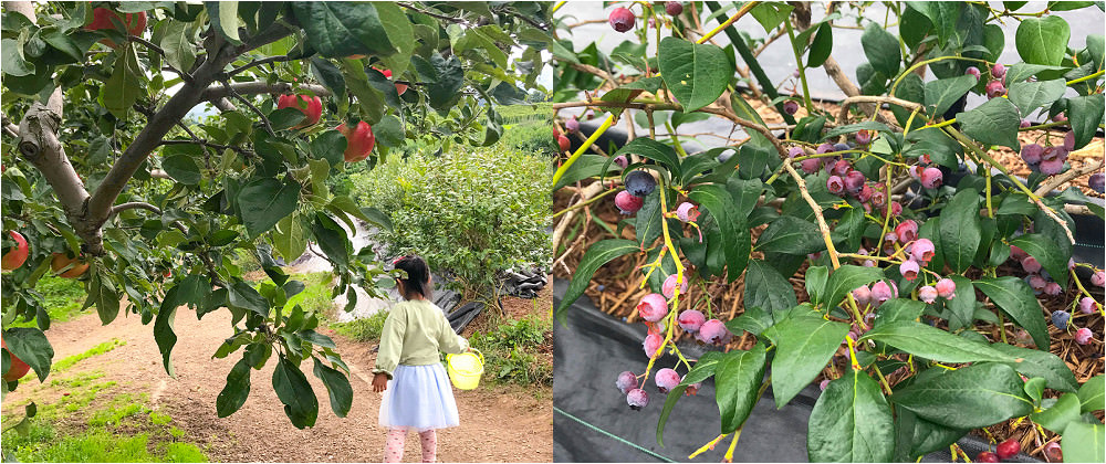 日本採水蜜桃|水蜜桃吃到飽。山本觀光果樹園：北海道採水果滿現採現吃水蜜桃吃到飽 @緹雅瑪 美食旅遊趣