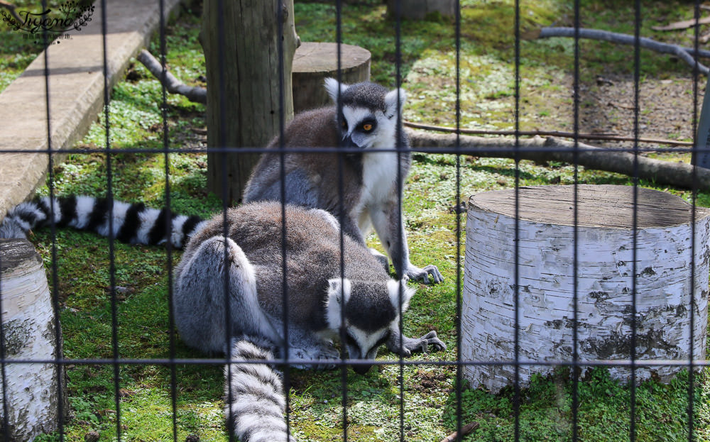 北海道必玩~旭山動物園好好玩！！旭山動物園地圖.交通.停車場 @緹雅瑪 美食旅遊趣