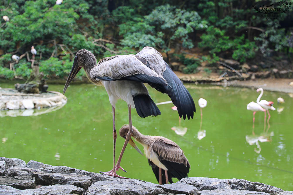 沖繩景點|名護自然動植物公園：親子必遊~和水豚君.小動物近距離互動 @緹雅瑪 美食旅遊趣