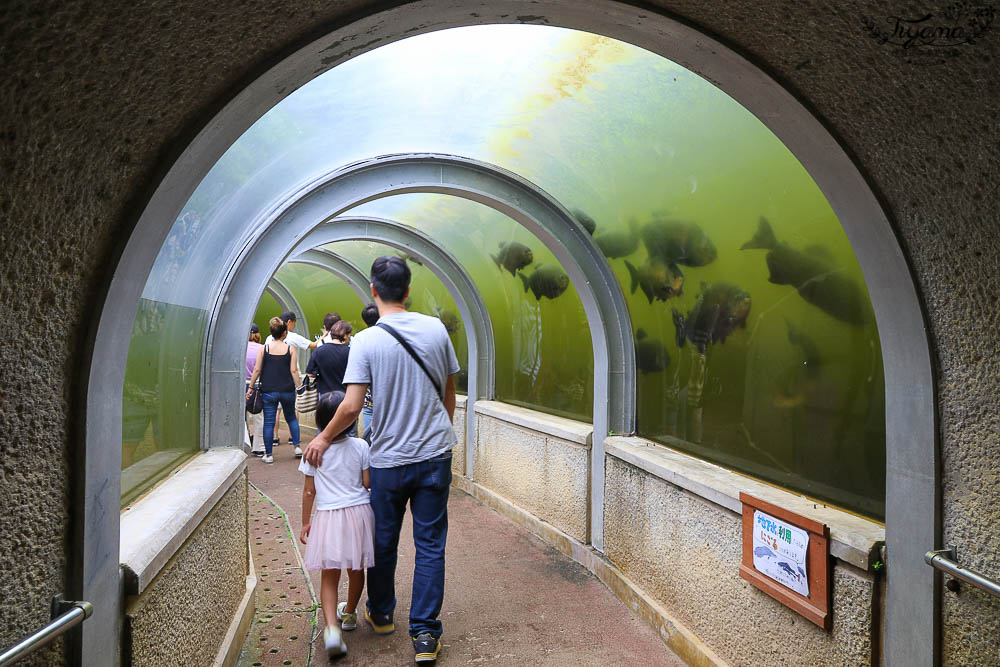 沖繩景點|名護自然動植物公園：親子必遊~和水豚君.小動物近距離互動 @緹雅瑪 美食旅遊趣