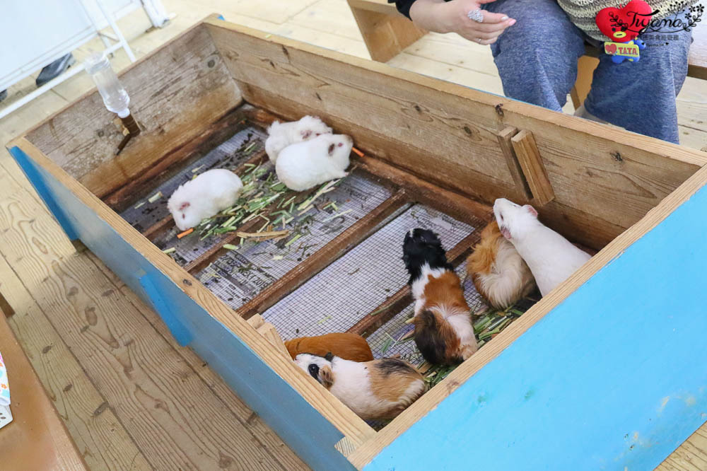 沖繩景點|名護自然動植物公園：親子必遊~和水豚君.小動物近距離互動 @緹雅瑪 美食旅遊趣