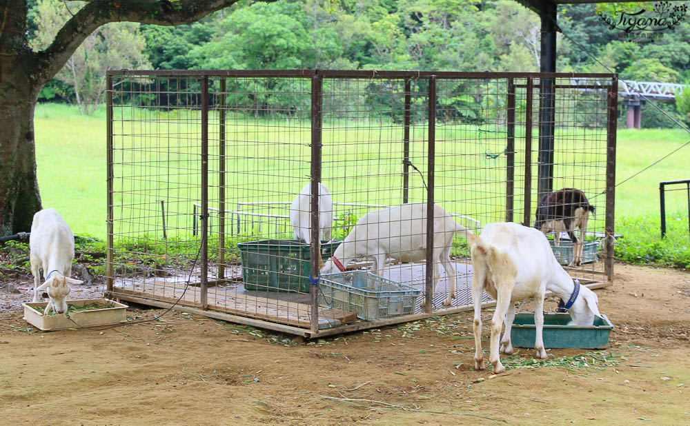 沖繩景點|名護自然動植物公園：親子必遊~和水豚君.小動物近距離互動 @緹雅瑪 美食旅遊趣