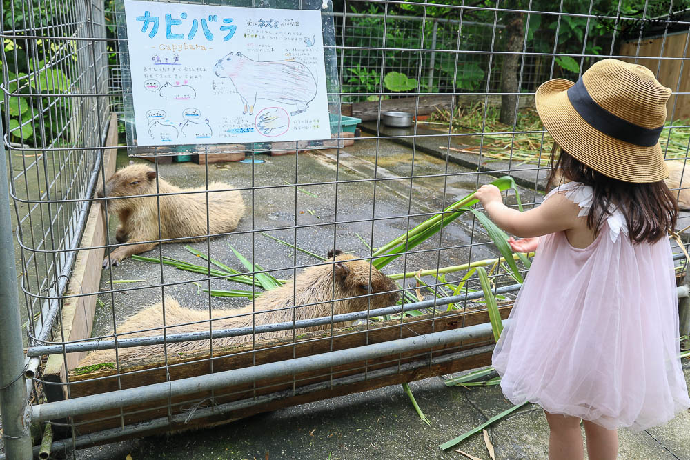 沖繩景點|名護自然動植物公園：親子必遊~和水豚君.小動物近距離互動 @緹雅瑪 美食旅遊趣