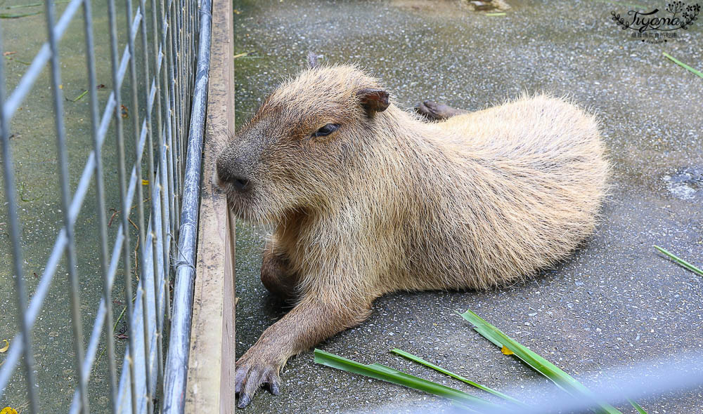 沖繩景點|名護自然動植物公園：親子必遊~和水豚君.小動物近距離互動 @緹雅瑪 美食旅遊趣