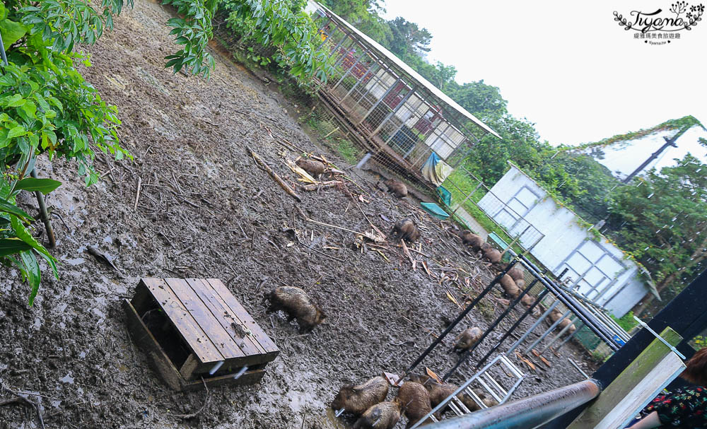 沖繩景點|名護自然動植物公園：親子必遊~和水豚君.小動物近距離互動 @緹雅瑪 美食旅遊趣