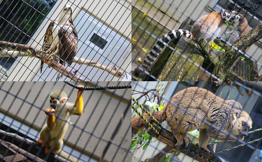 沖繩景點|名護自然動植物公園：親子必遊~和水豚君.小動物近距離互動 @緹雅瑪 美食旅遊趣