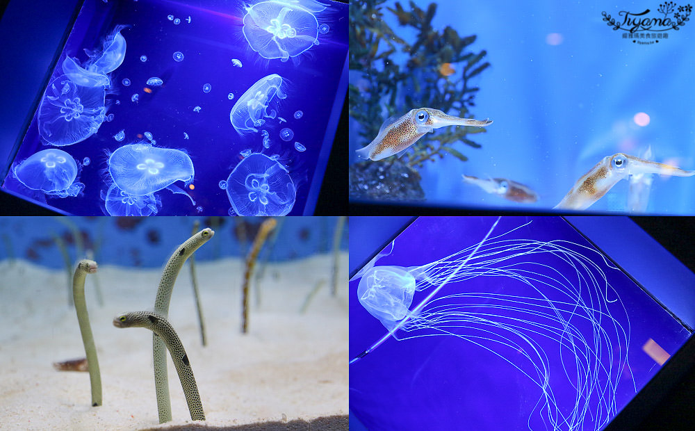 沖繩美麗海水族館：巨大水族箱！黑潮之海鯨鯊.海豚秀，沖繩必遊景點 @緹雅瑪 美食旅遊趣