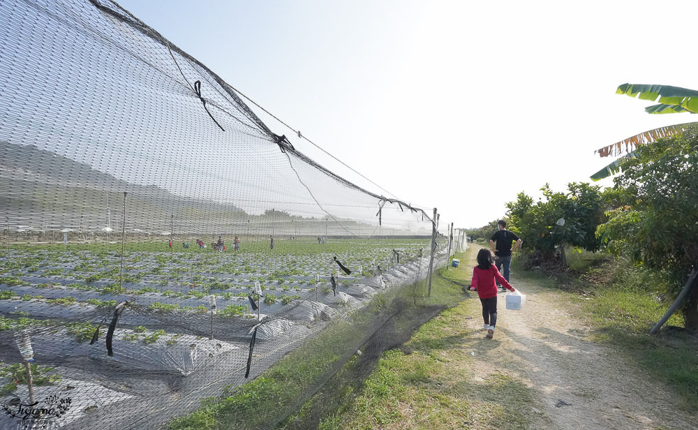 高雄採草莓，三本鮮莓園，採草莓囉！！大崗山超峰寺參拜後的親子旅遊 @緹雅瑪 美食旅遊趣