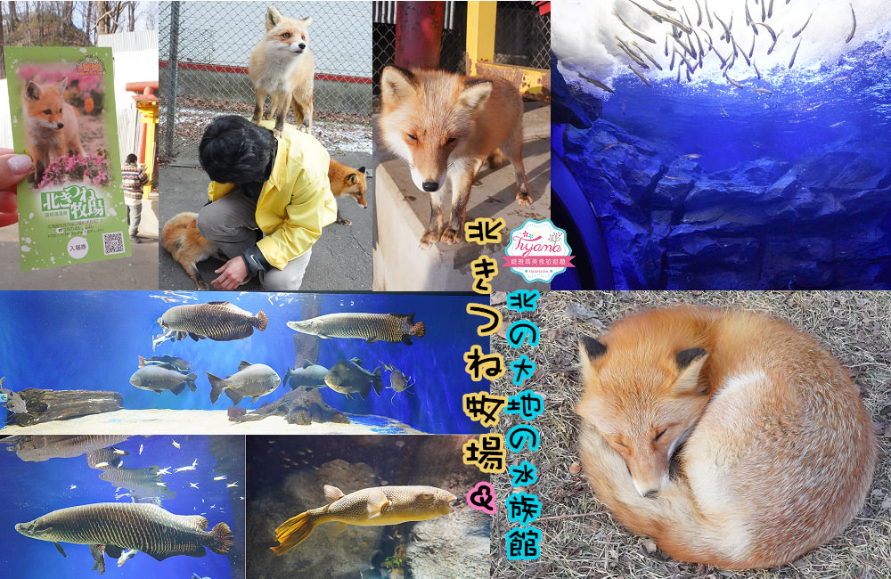 北海道狐狸牧場|北見景點：北見狐狸牧場&#038;北國大地水族館 @緹雅瑪 美食旅遊趣