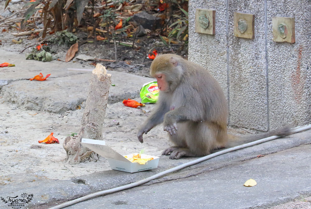 高雄動物園|壽山動物園：兒童牧場免費餵羊趣，高雄人氣親子景點 @緹雅瑪 美食旅遊趣