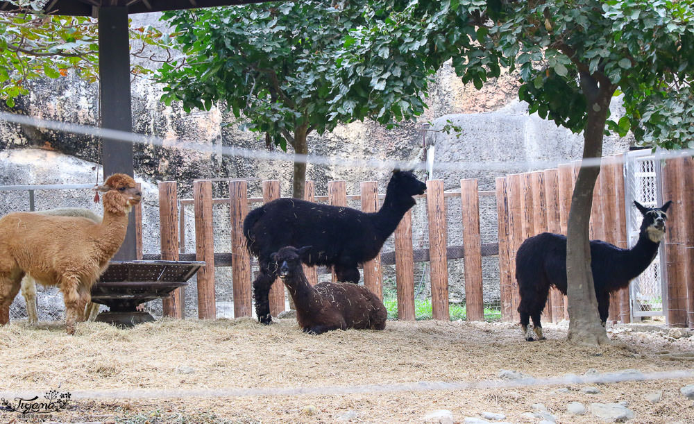 高雄動物園|壽山動物園：兒童牧場免費餵羊趣，高雄人氣親子景點 @緹雅瑪 美食旅遊趣