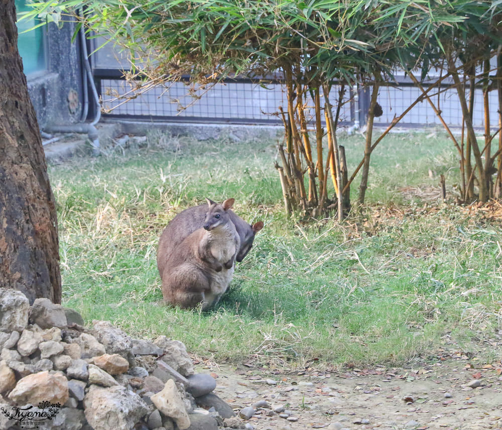 高雄動物園|壽山動物園：兒童牧場免費餵羊趣，高雄人氣親子景點 @緹雅瑪 美食旅遊趣