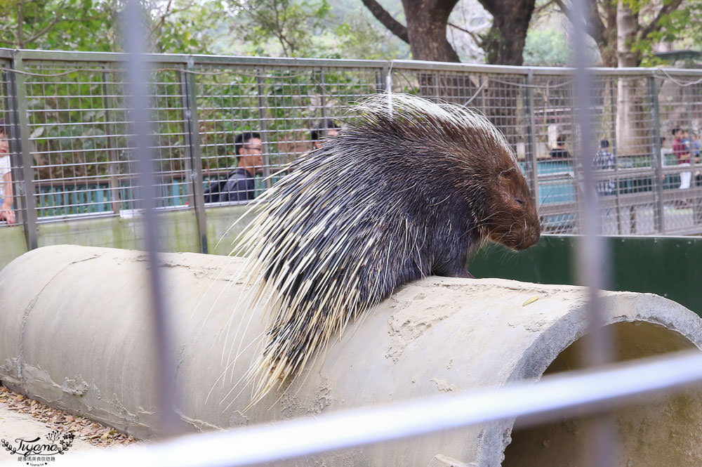 高雄動物園|壽山動物園：兒童牧場免費餵羊趣，高雄人氣親子景點 @緹雅瑪 美食旅遊趣