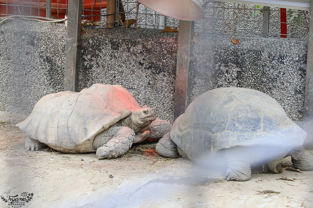 高雄動物園|壽山動物園：兒童牧場免費餵羊趣，高雄人氣親子景點 @緹雅瑪 美食旅遊趣