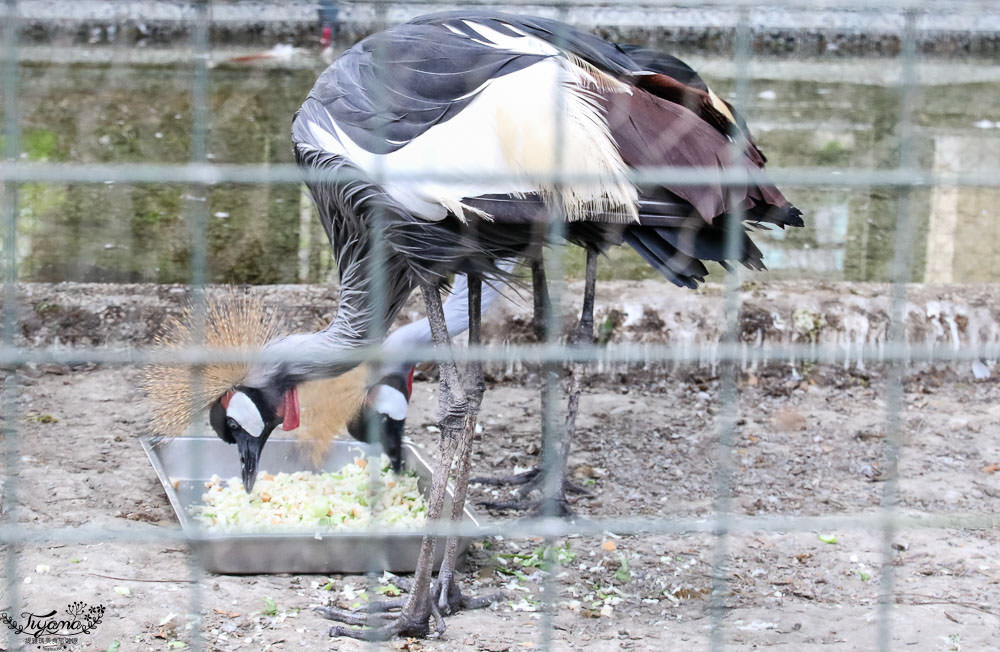 高雄動物園|壽山動物園：兒童牧場免費餵羊趣，高雄人氣親子景點 @緹雅瑪 美食旅遊趣