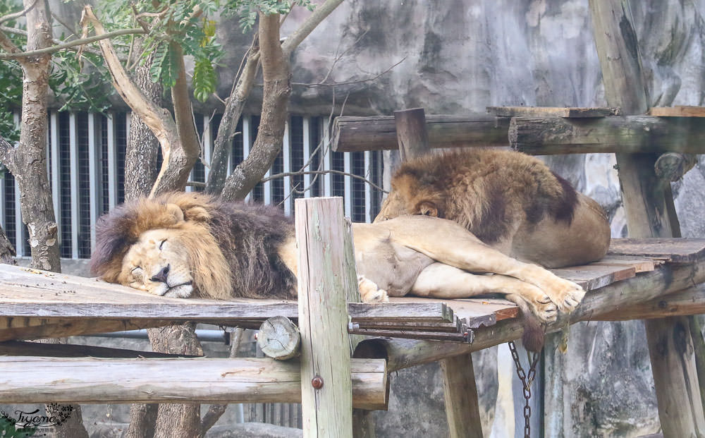 高雄動物園|壽山動物園：兒童牧場免費餵羊趣，高雄人氣親子景點 @緹雅瑪 美食旅遊趣