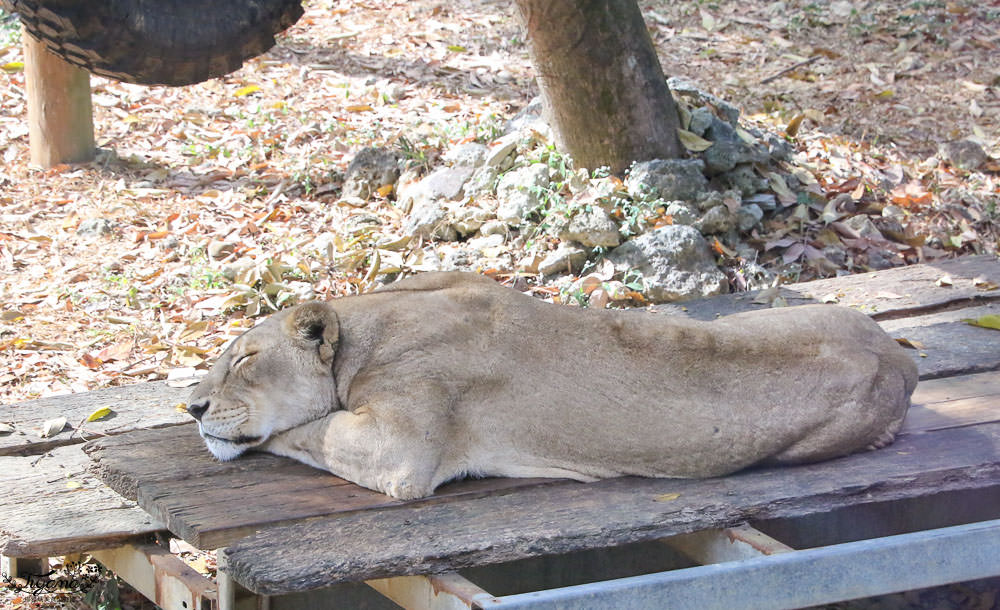 高雄動物園|壽山動物園：兒童牧場免費餵羊趣，高雄人氣親子景點 @緹雅瑪 美食旅遊趣