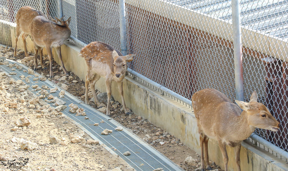 高雄動物園|壽山動物園：兒童牧場免費餵羊趣，高雄人氣親子景點 @緹雅瑪 美食旅遊趣