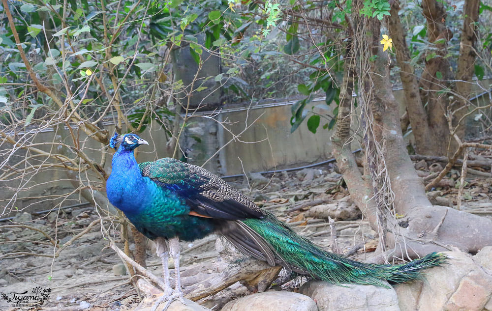 高雄動物園|壽山動物園：兒童牧場免費餵羊趣，高雄人氣親子景點 @緹雅瑪 美食旅遊趣