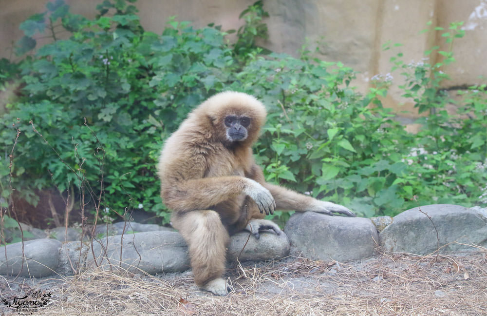 高雄動物園|壽山動物園：兒童牧場免費餵羊趣，高雄人氣親子景點 @緹雅瑪 美食旅遊趣