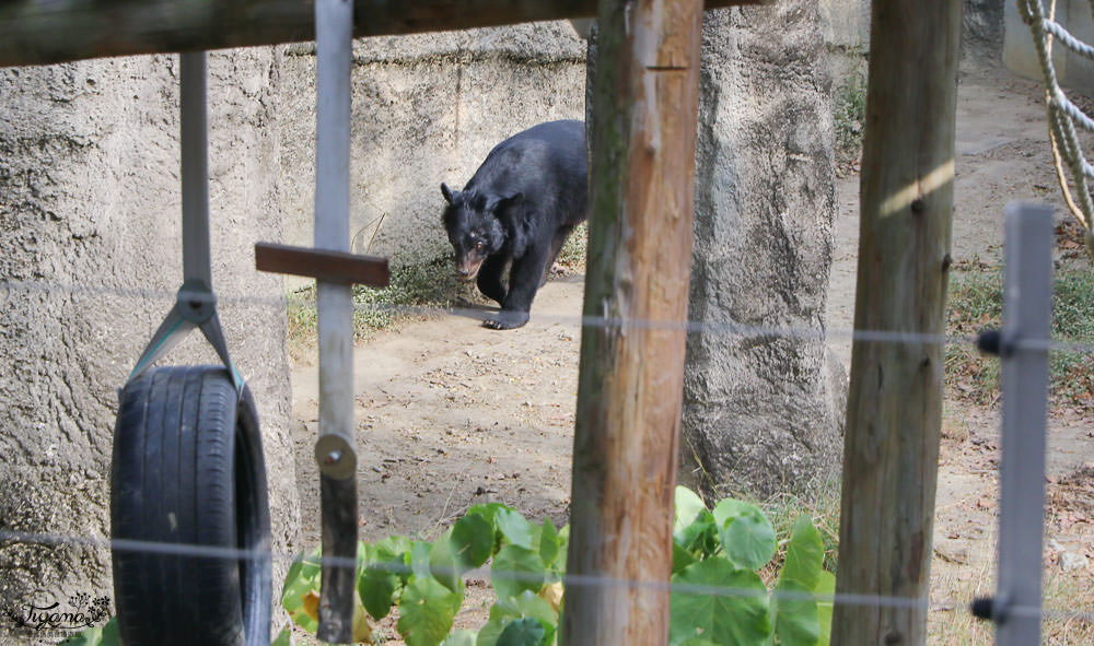 高雄動物園|壽山動物園：兒童牧場免費餵羊趣，高雄人氣親子景點 @緹雅瑪 美食旅遊趣