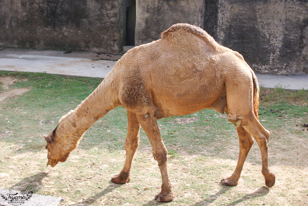 高雄壽山動物園全新開幕大改造！！兒童牧場、天空步道、黑熊山屋、水豚山屋、親水廣場、光室咖啡 @緹雅瑪 美食旅遊趣