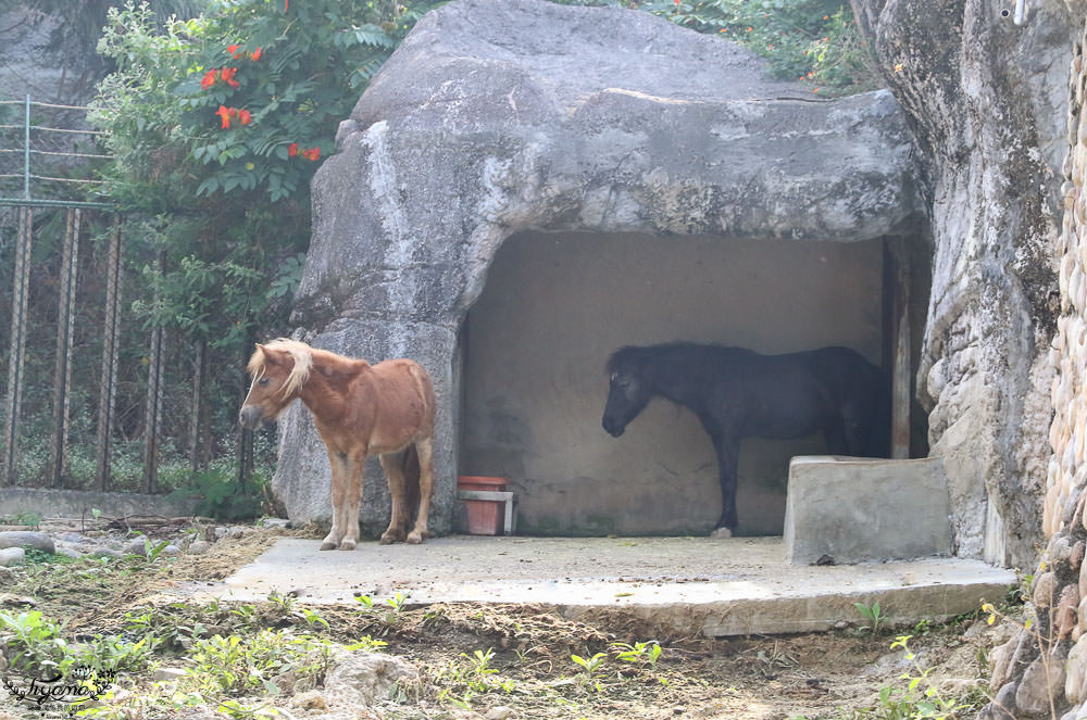 高雄動物園|壽山動物園：兒童牧場免費餵羊趣，高雄人氣親子景點 @緹雅瑪 美食旅遊趣