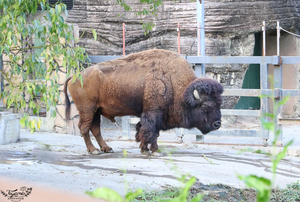 高雄壽山動物園全新開幕大改造！！兒童牧場、天空步道、黑熊山屋、水豚山屋、親水廣場、光室咖啡 @緹雅瑪 美食旅遊趣