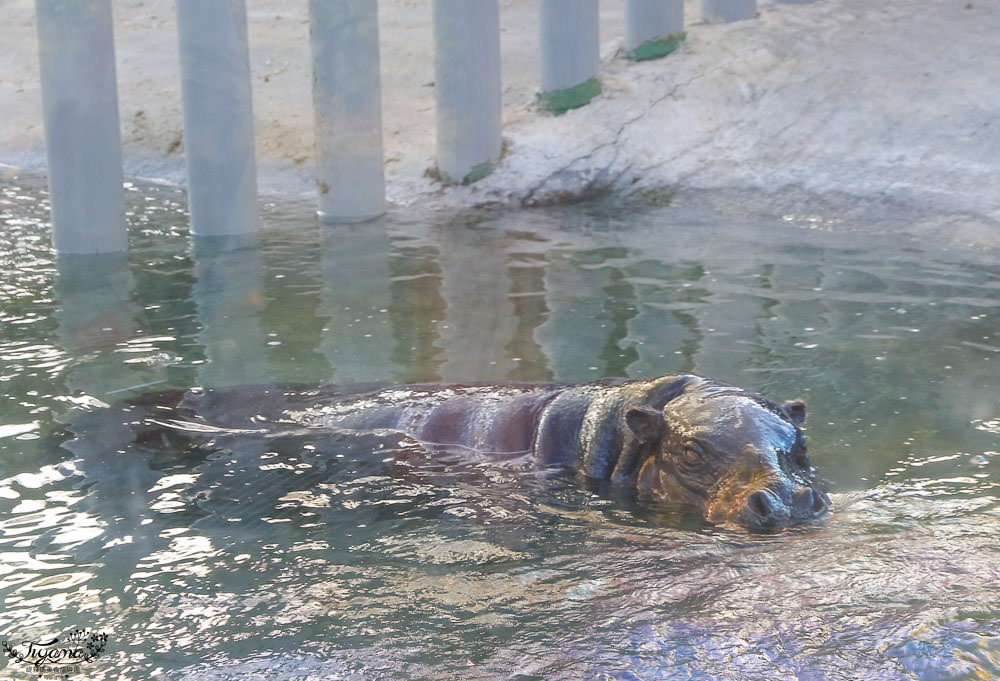 高雄壽山動物園全新開幕大改造！！兒童牧場、天空步道、黑熊山屋、水豚山屋、親水廣場、光室咖啡 @緹雅瑪 美食旅遊趣