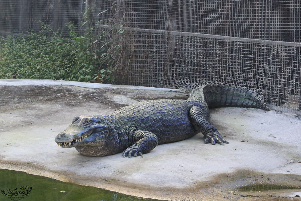 高雄動物園|壽山動物園：兒童牧場免費餵羊趣，高雄人氣親子景點 @緹雅瑪 美食旅遊趣