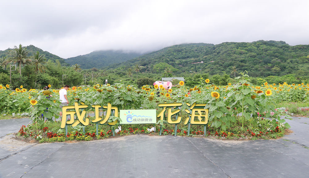 台東花海|成功花海，成功鎮農會農特產品展售中心對面的美麗後花園 @緹雅瑪 美食旅遊趣