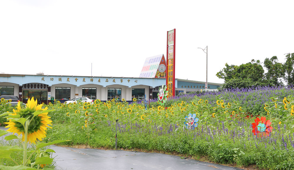 台東花海|成功花海，成功鎮農會農特產品展售中心對面的美麗後花園 @緹雅瑪 美食旅遊趣