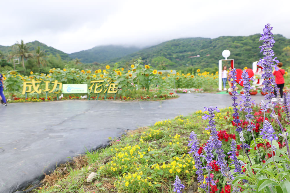 台東花海|成功花海，成功鎮農會農特產品展售中心對面的美麗後花園 @緹雅瑪 美食旅遊趣