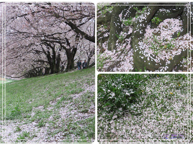 【京都景點】櫻花隧道美得像仙境之八幡市.淀川河川公園背割堤.大阪、京都觀光一日券 @緹雅瑪 美食旅遊趣