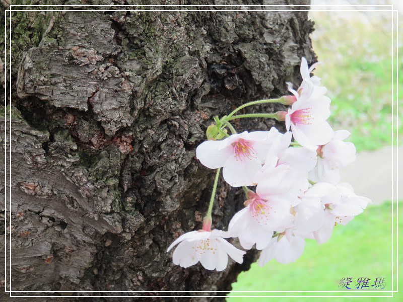 【京都景點】櫻花隧道美得像仙境之八幡市.淀川河川公園背割堤.大阪、京都觀光一日券 @緹雅瑪 美食旅遊趣