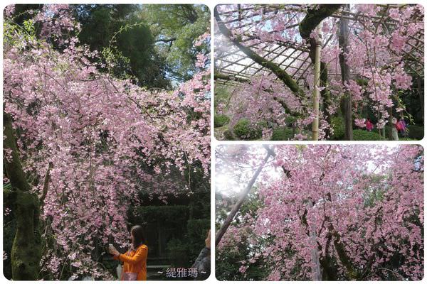 【京都景點】平安神宮賞櫻.平安神宮神苑泰平閣 @緹雅瑪 美食旅遊趣