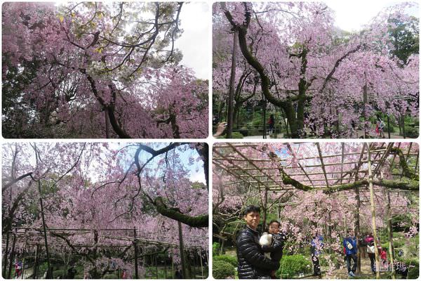 【京都景點】平安神宮賞櫻.平安神宮神苑泰平閣 @緹雅瑪 美食旅遊趣