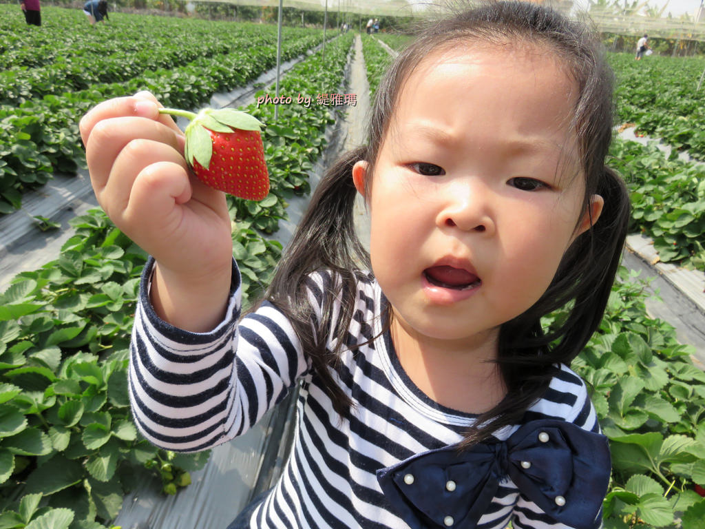 【高雄.阿蓮區】三本鮮莓園，安全蔬果認証草莓園 @緹雅瑪 美食旅遊趣