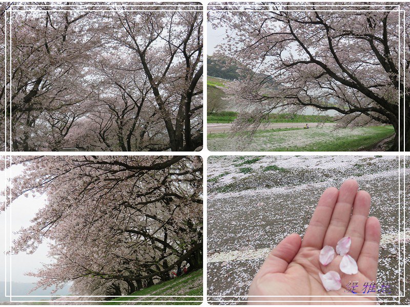 【京都景點】櫻花隧道美得像仙境之八幡市.淀川河川公園背割堤.大阪、京都觀光一日券 @緹雅瑪 美食旅遊趣