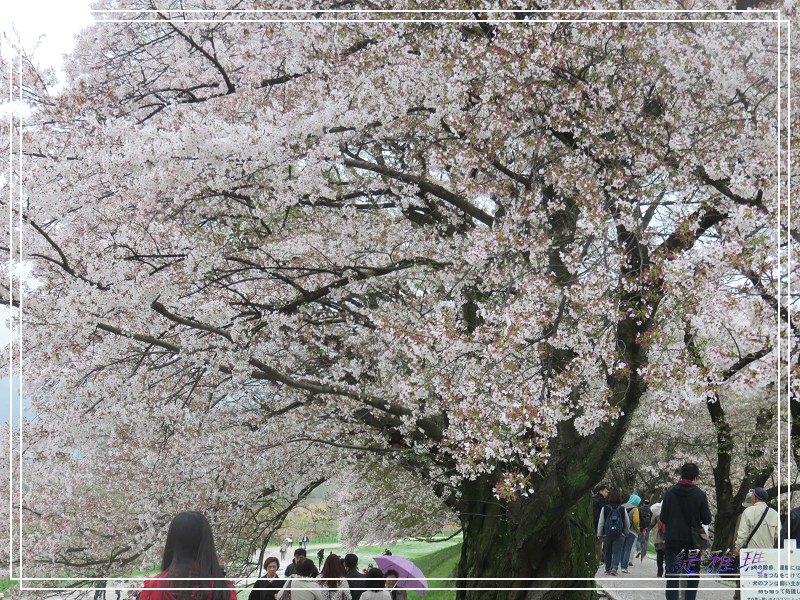 【京都景點】櫻花隧道美得像仙境之八幡市.淀川河川公園背割堤.大阪、京都觀光一日券 @緹雅瑪 美食旅遊趣