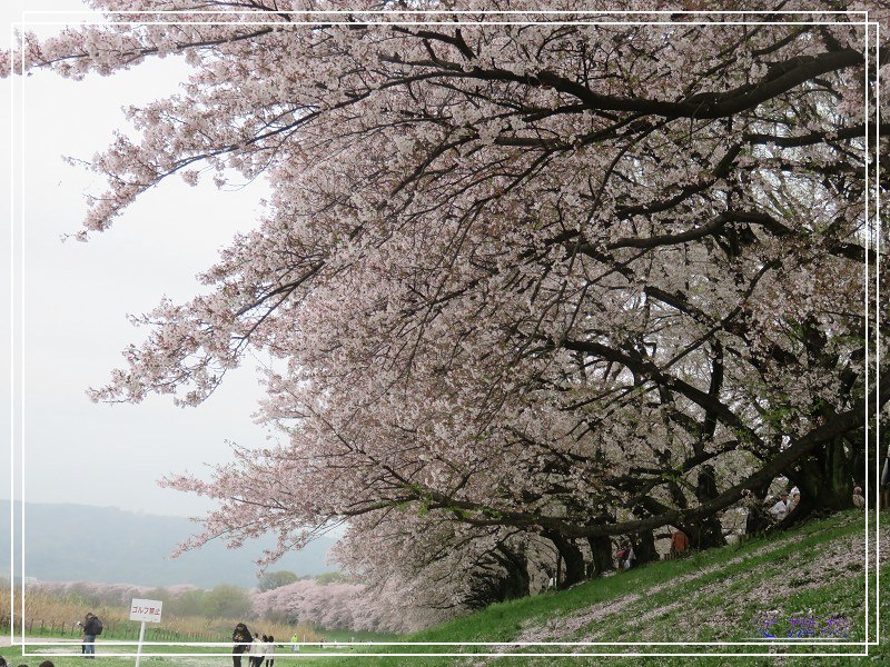 【京都景點】櫻花隧道美得像仙境之八幡市.淀川河川公園背割堤.大阪、京都觀光一日券 @緹雅瑪 美食旅遊趣